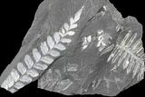 Fossil Seed Fern (Alethopteris & Neuropteris) Plate -Pennsylvania #168374-1